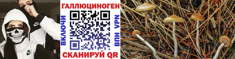 Галлюциногенные грибы Cubensis Белинский
